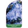 rhododendron-augustinii-saphirblau-standard1