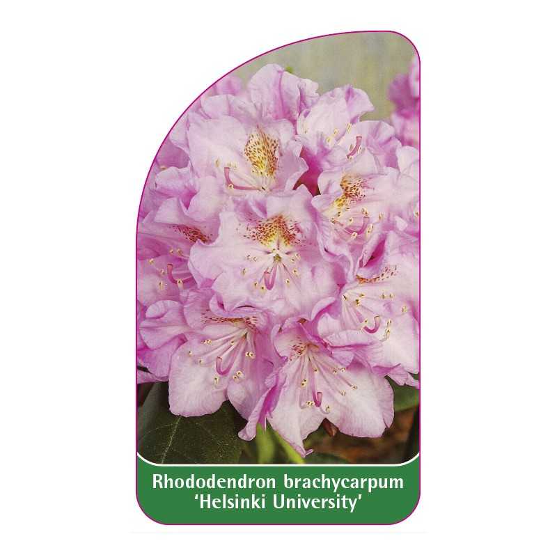 rhododendron-brachycarpum-helsinki-university-1