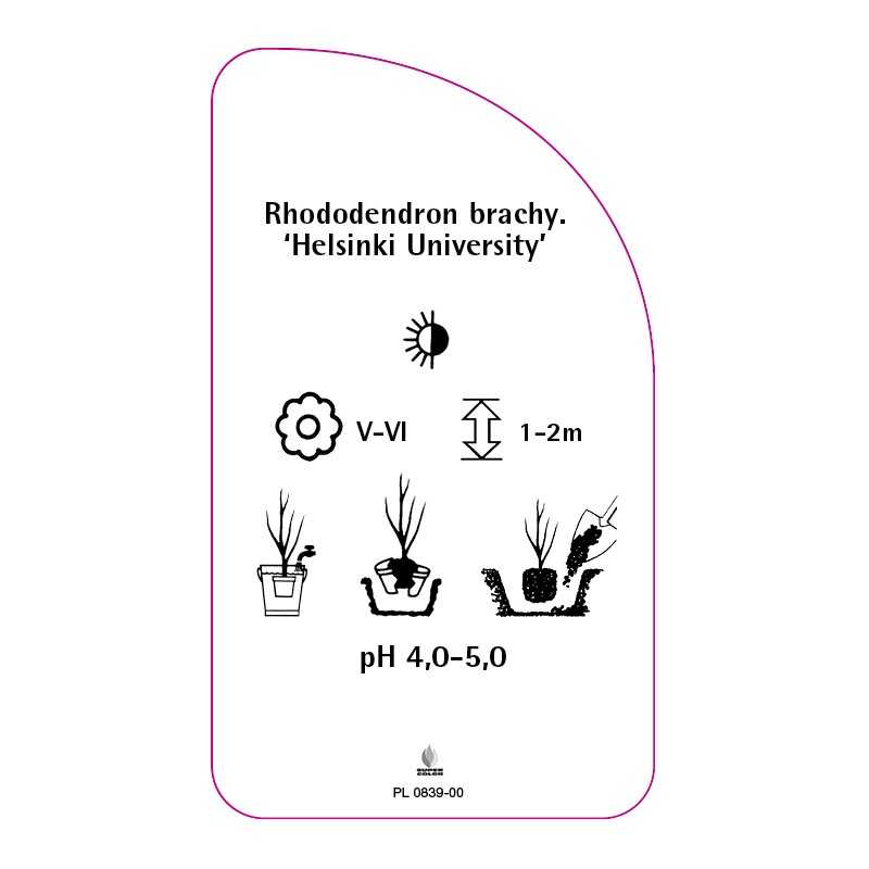 rhododendron-brachycarpum-helsinki-university-0