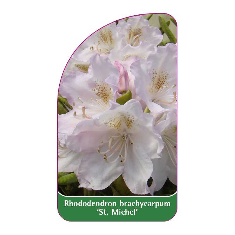 rhododendron-brachycarpum-st-michel-1
