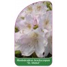 rhododendron-brachycarpum-st-michel-1