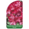 rhododendron-brachycarpun-django-1