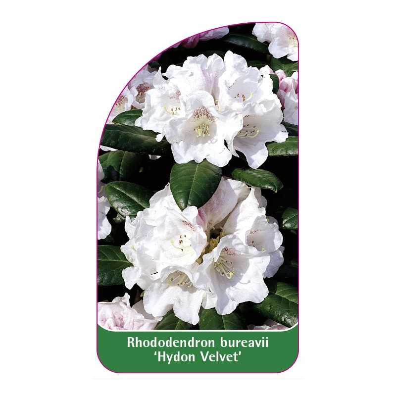 rhododendron-bureavii-hydon-velvet-1