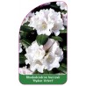 rhododendron-bureavii-hydon-velvet-1