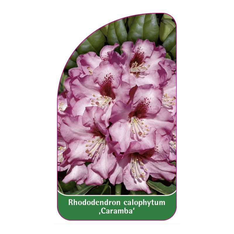 rhododendron-calophytum-caramba-1