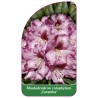 rhododendron-calophytum-caramba-1