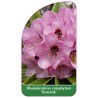 rhododendron-calophytum-dominik-a1