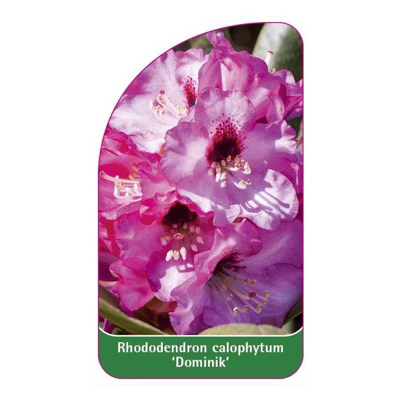 rhododendron-calophytum-dominik-b1