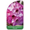 rhododendron-calophytum-dominik-b1