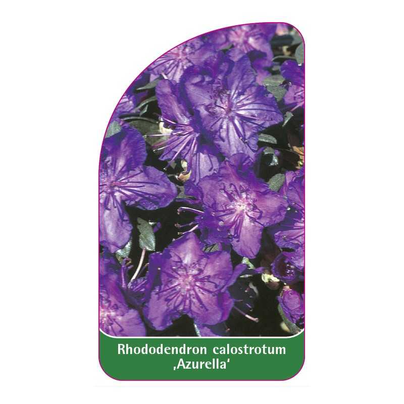 rhododendron-calostrotum-azurella-1