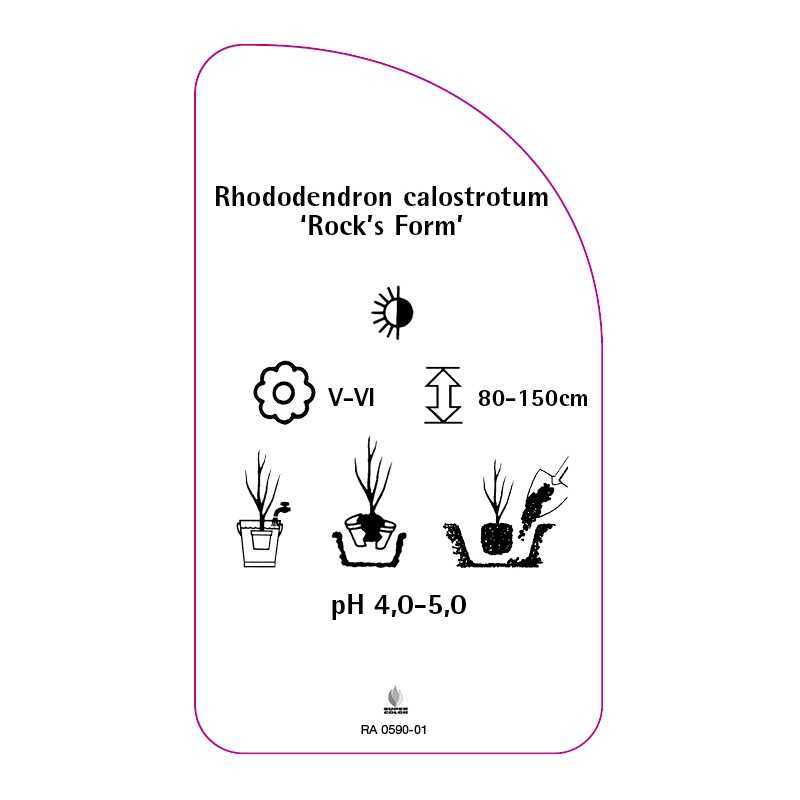 rhododendron-calostrotum-rock-s-form-standard0