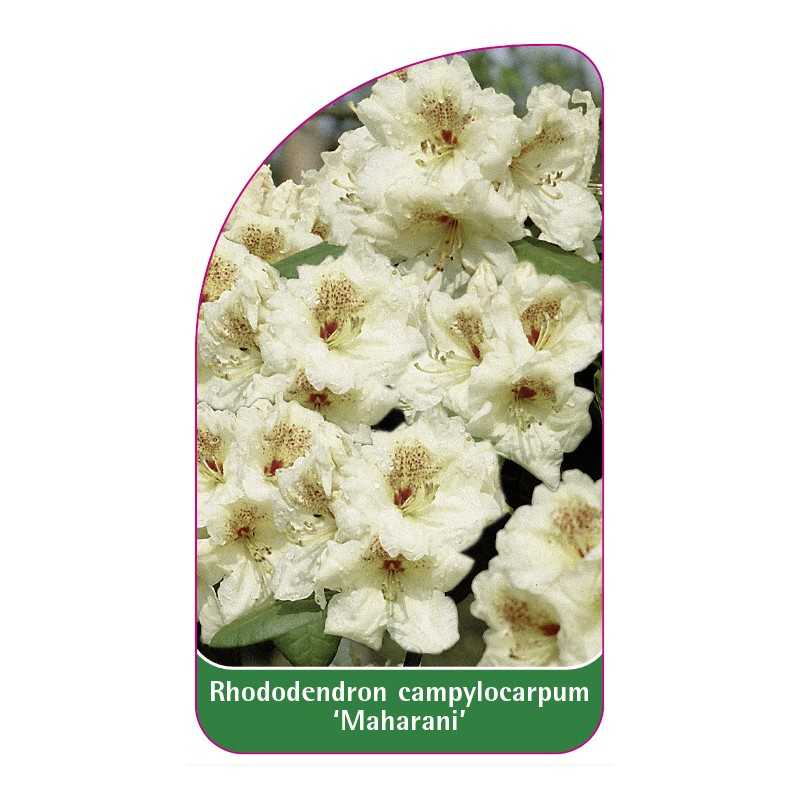 rhododendron-campylocarpum-maharani-1