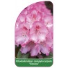 rhododendron-campylocarpum-simona-b1