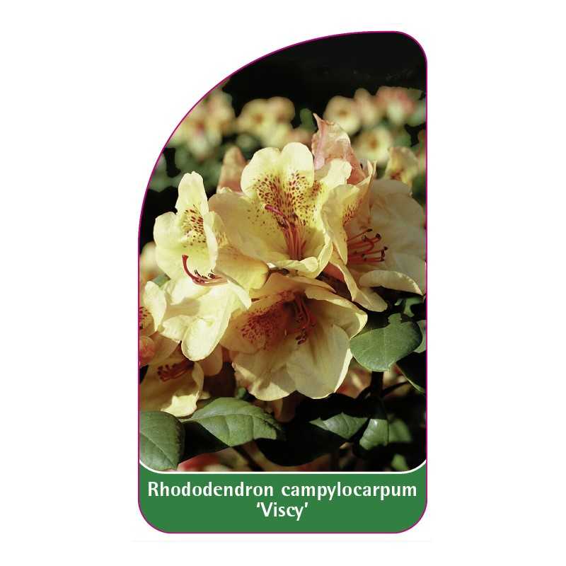 rhododendron-campylocarpum-viscy-1