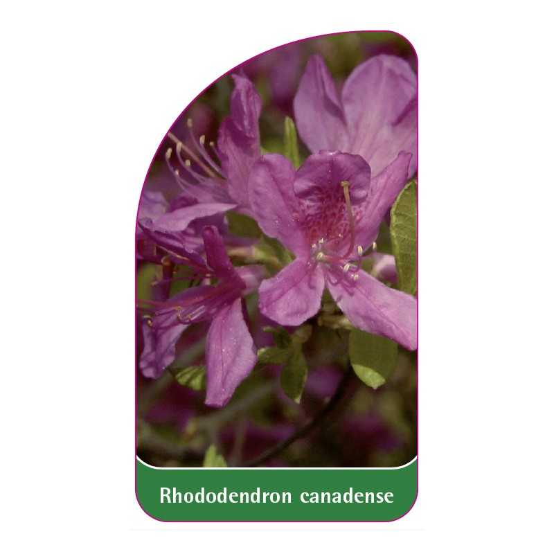 rhododendron-canadense1