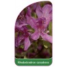 rhododendron-canadense1
