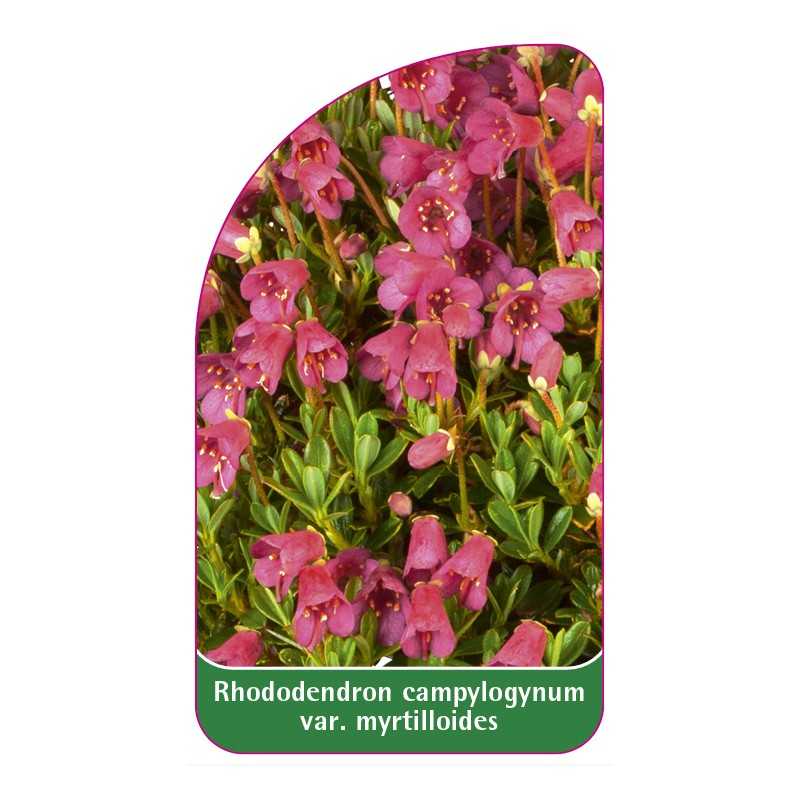 rhododendron-campylogynum-var-myrtilloides1