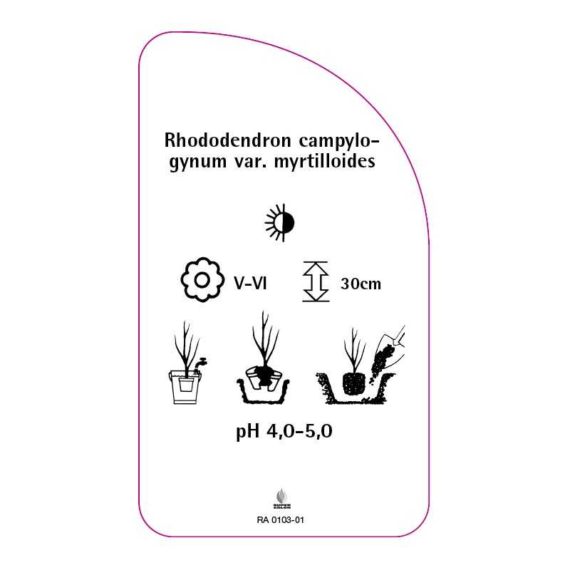 rhododendron-campylogynum-var-myrtilloides0