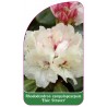 rhododendron-campylopcarpum-elsie-straver-1