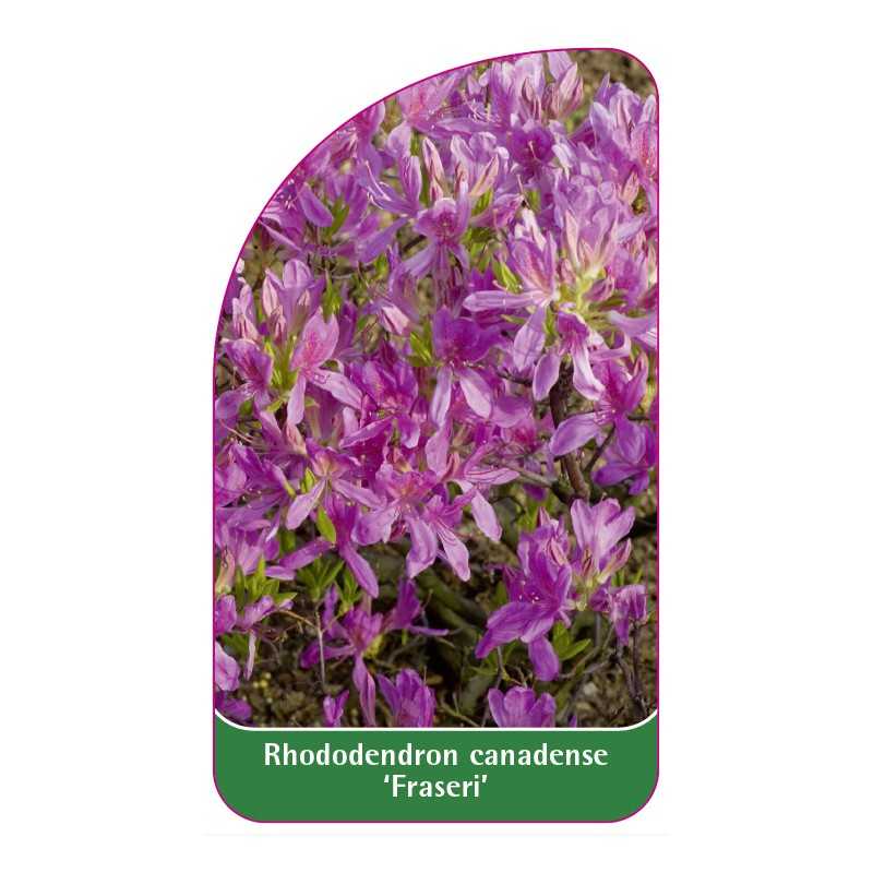 rhododendron-canadense-fraseri-1