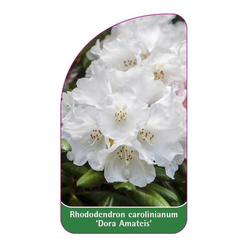 rhododendron-carolinianum-dora-amateis-1