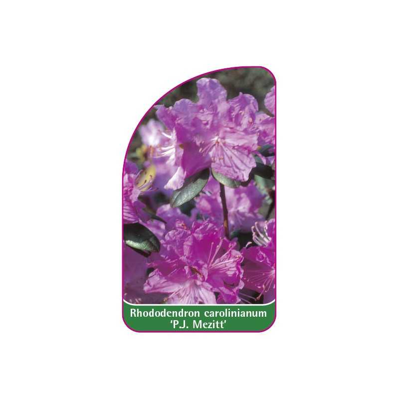rhododendron-carolinianum-pj-mezitt-mini1