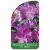 rhododendron-carolinianum-pj-mezitt-standard1