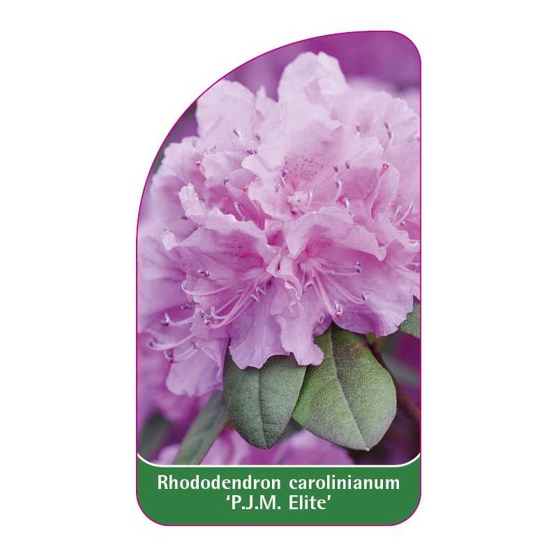 rhododendron-carolinianum-pjm-elite-standard1