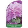 rhododendron-carolinianum-pjm-elite-standard1