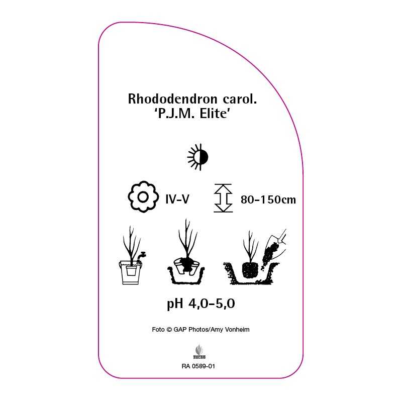 rhododendron-carolinianum-pjm-elite-standard0