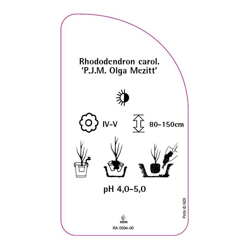 rhododendron-carolinianum-pjm-olga-mezitt-standard0