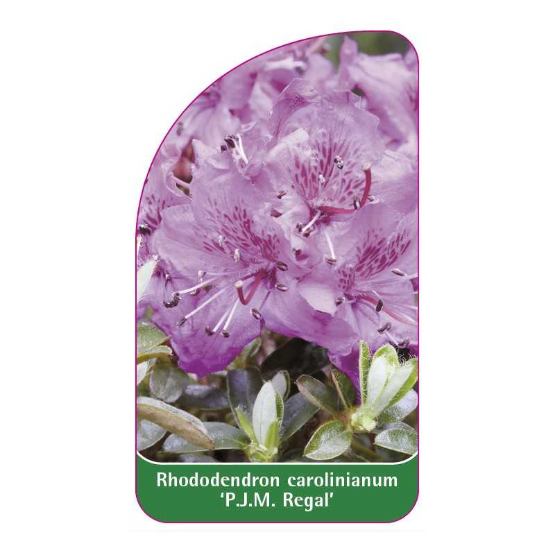 rhododendron-carolinianum-pjm-regal-1