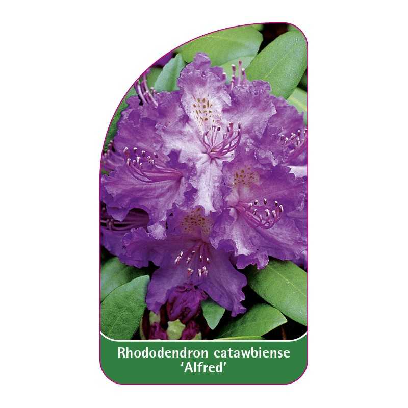 rhododendron-catawbiense-alfred-a1