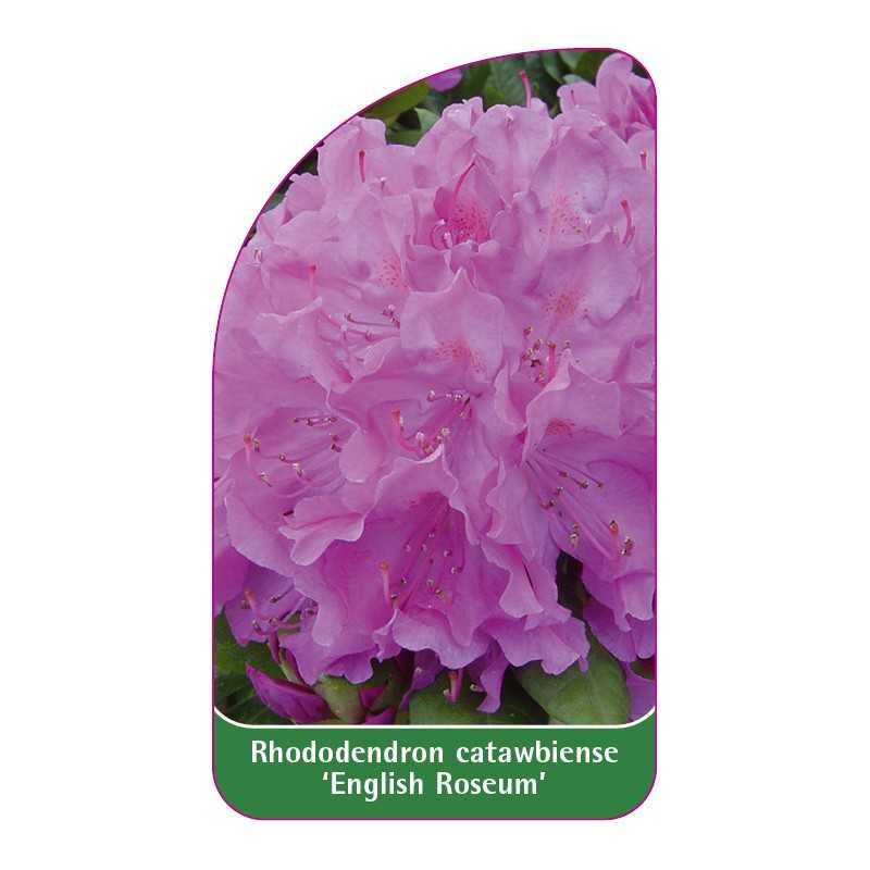 rhododendron-catawbiense-english-roseum-1