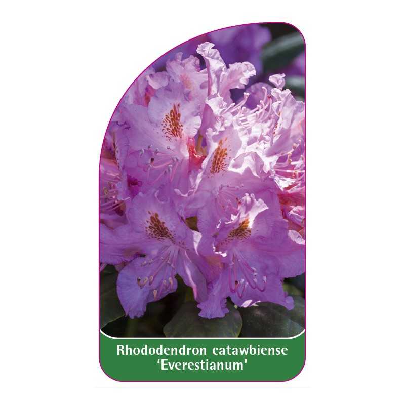 rhododendron-catawbiense-everestianum-1