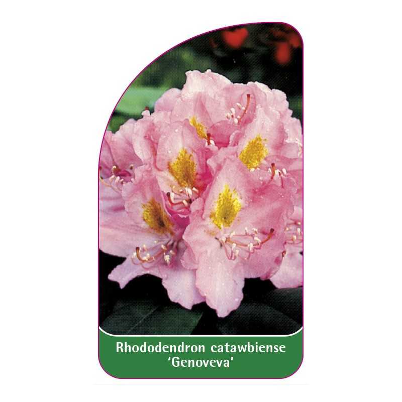 rhododendron-catawbiense-genoveva-b1