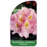 rhododendron-catawbiense-genoveva-b1