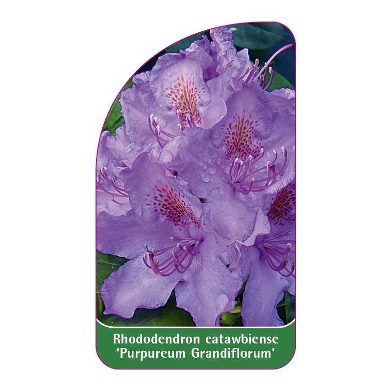 rhododendron-catawbiense-purpureum-grandiflorum-1