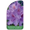 rhododendron-catawbiense-purpureum-grandiflorum-1