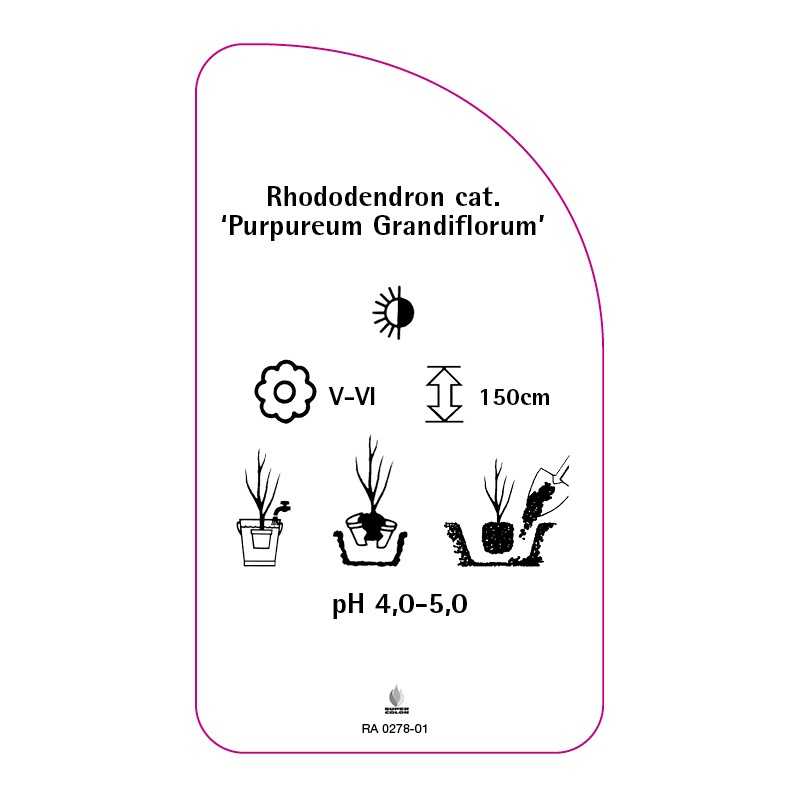 rhododendron-catawbiense-purpureum-grandiflorum-0