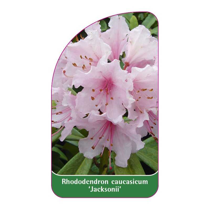 rhododendron-caucasicum-jacksonii-1