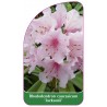 rhododendron-caucasicum-jacksonii-1
