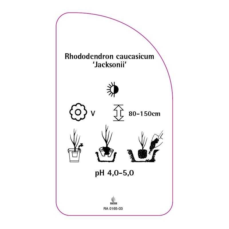 rhododendron-caucasicum-jacksonii-0
