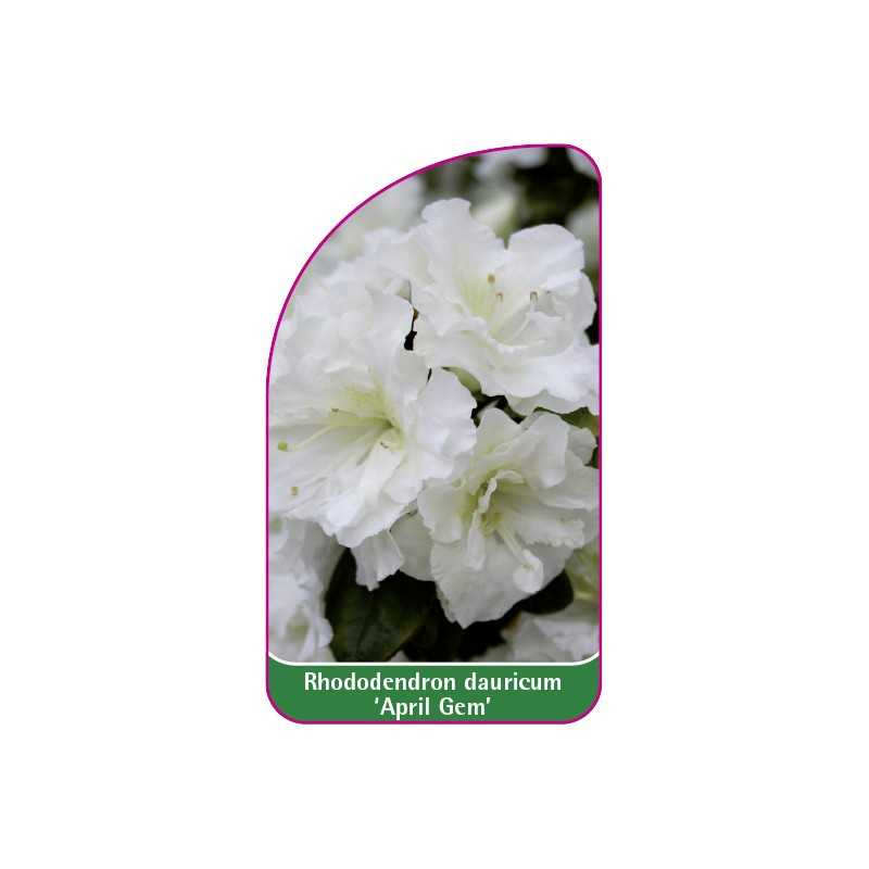 rhododendron-dauricum-april-gem-mini1