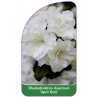 rhododendron-dauricum-april-gem-standard1