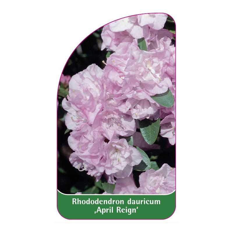 rhododendron-dauricum-april-reign-1