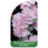 rhododendron-dauricum-april-reign-1