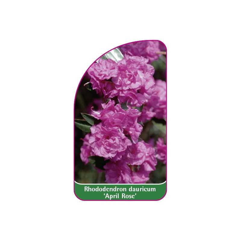 rhododendron-dauricum-april-rose-1