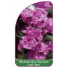 rhododendron-dauricum-april-rose-1