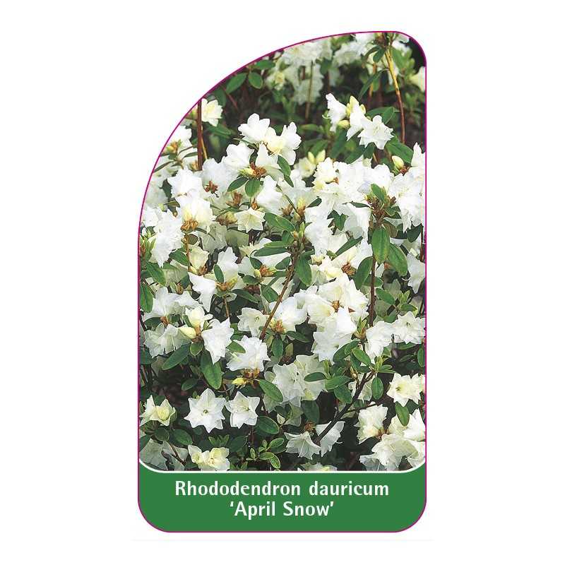 rhododendron-dauricum-april-snow-standard1